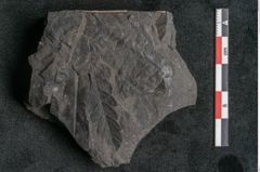 Foto (Detailansicht) von Palissya podocarpoides Ettingshausen (NHMW-GEO-2024-0188-10309)